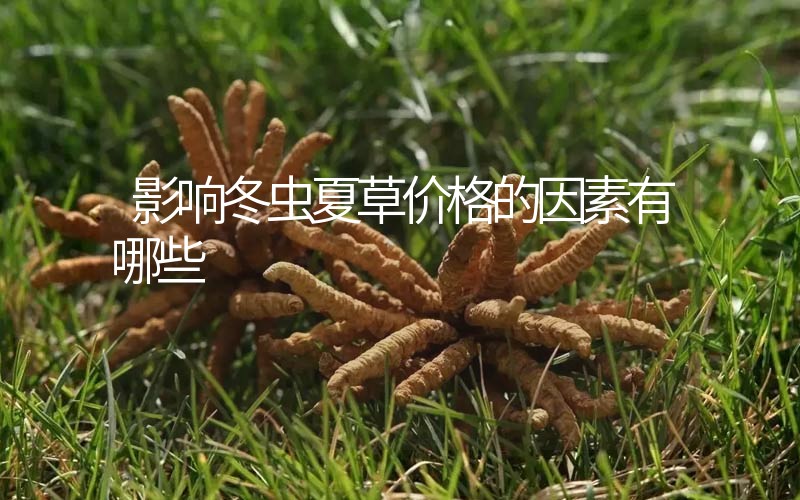 影響冬蟲夏草價(jià)格的因素有哪些？