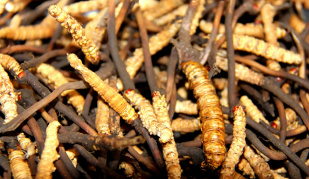 為什么鮮干草泡水味道香味淡，如何判斷冬蟲夏草是不是鮮干草？