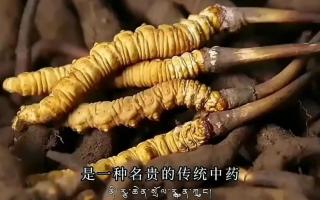 如何選上性價(jià)比高適合自己的冬蟲(chóng)夏草