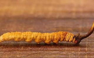 新鮮冬蟲(chóng)夏草與普通干草，您到底該選哪個(gè)？