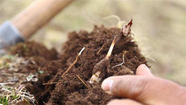 冬蟲(chóng)夏草不是植物 是一種寄生在蟲(chóng)體內(nèi)的真菌