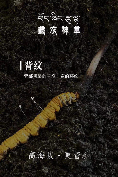 冬蟲夏草韭菜籽煮水：健康新時尚，養(yǎng)生好搭檔！