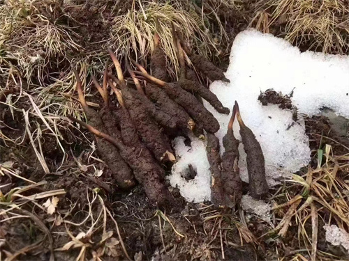 冬蟲夏草真的生長在雪山之巔嗎？揭秘其生長環(huán)境與獨特價值